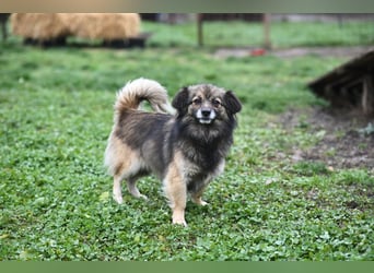 Ria -Tibetspaniel - Zwerspitz Mischlingsdame