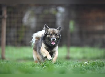 Ria -Tibetspaniel - Zwerspitz Mischlingsdame