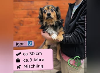 Igor