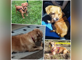 Maggie LM – kleine Zuckerschnute sucht Für-Immer-Zuhause