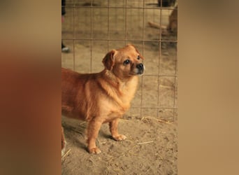 Maggie LM – kleine Zuckerschnute sucht Für-Immer-Zuhause