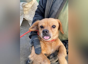 Maggie LM – kleine Zuckerschnute sucht Für-Immer-Zuhause