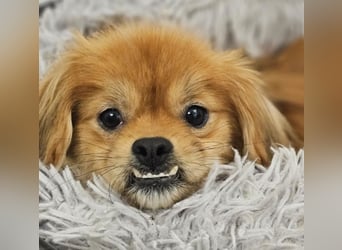 Rubino ist ein ganz toller, cleverer Bub (45739 Oer-Erkenschwick)