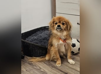 Rubino ist ein ganz toller, cleverer Bub (45739 Oer-Erkenschwick)