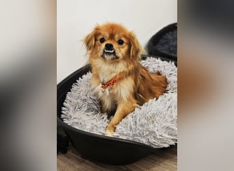 Rubino ist ein ganz toller, cleverer Bub (45739 Oer-Erkenschwick)