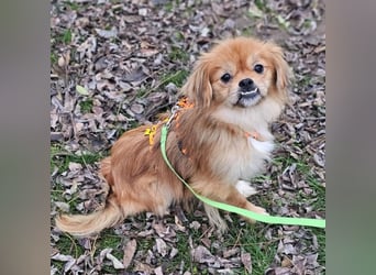 Rubino ist ein ganz toller, cleverer Bub (45739 Oer-Erkenschwick)