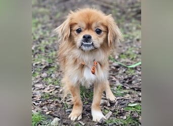 Rubino ist ein ganz toller, cleverer Bub (45739 Oer-Erkenschwick)