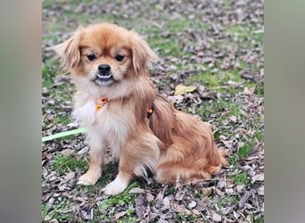 Rubino ist ein ganz toller, cleverer Bub (45739 Oer-Erkenschwick)