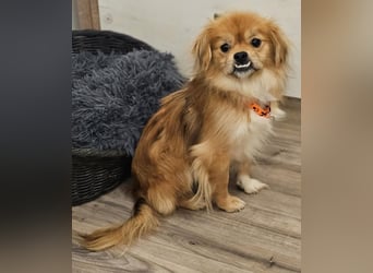 Rubino ist ein ganz toller, cleverer Bub (45739 Oer-Erkenschwick)