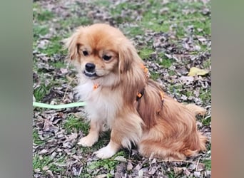 Rubino ist ein ganz toller, cleverer Bub (45739 Oer-Erkenschwick)