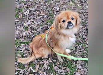 Rubino ist ein ganz toller, cleverer Bub (45739 Oer-Erkenschwick)