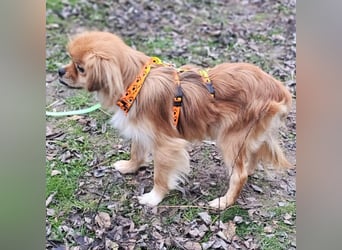 Rubino ist ein ganz toller, cleverer Bub (45739 Oer-Erkenschwick)