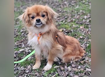 Rubino ist ein ganz toller, cleverer Bub (45739 Oer-Erkenschwick)