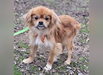 Rubino ist ein ganz toller, cleverer Bub (45739 Oer-Erkenschwick)