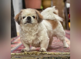 Opi Rocky - sucht ein gemütliches Plätzchen - Tierhilfe Franken e.V.