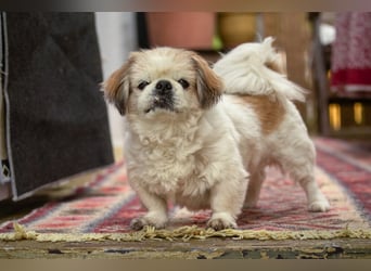 Opi Rocky - sucht ein gemütliches Plätzchen - Tierhilfe Franken e.V.