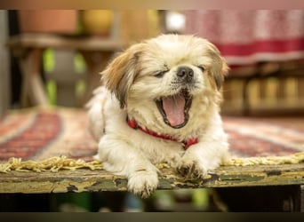 Opi Rocky - sucht ein gemütliches Plätzchen - Tierhilfe Franken e.V.