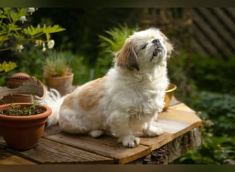 Opi Rocky - sucht ein gemütliches Plätzchen - Tierhilfe Franken e.V.