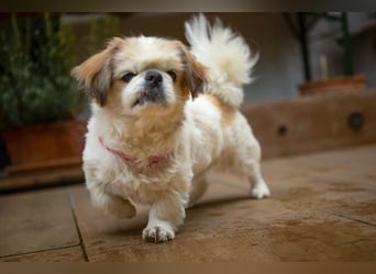 Opi Rocky - sucht ein gemütliches Plätzchen - Tierhilfe Franken e.V.