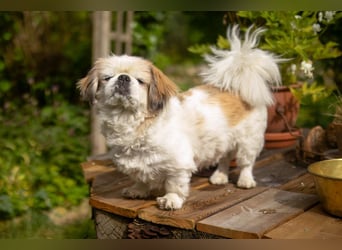 Opi Rocky - sucht ein gemütliches Plätzchen - Tierhilfe Franken e.V.