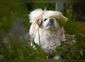 Opi Rocky - sucht ein gemütliches Plätzchen - Tierhilfe Franken e.V.