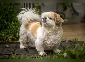 Opi Rocky - sucht ein gemütliches Plätzchen - Tierhilfe Franken e.V.