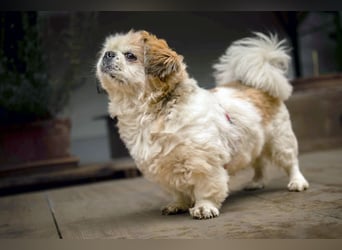 Opi Rocky - sucht ein gemütliches Plätzchen - Tierhilfe Franken e.V.