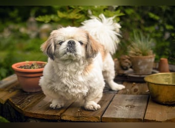 Opi Rocky - sucht ein gemütliches Plätzchen - Tierhilfe Franken e.V.