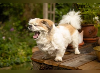 Opi Rocky - sucht ein gemütliches Plätzchen - Tierhilfe Franken e.V.