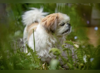 Opi Rocky - sucht ein gemütliches Plätzchen - Tierhilfe Franken e.V.