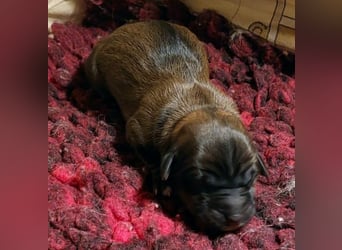 Kirsei-Kra Tibet Terrier Welpen ( VDH / ILT )