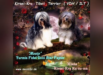 Wurfankündigung - Kirsei-Kra Tibet Terrier Welpen ( VDH / ILT )