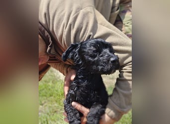 Bogi – bezaubernde Tibet-Terrier-Mix-Hündin sucht ihr Glück