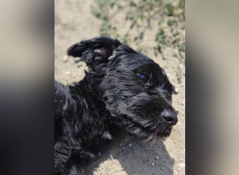Bogi – bezaubernde Tibet-Terrier-Mix-Hündin sucht ihr Glück