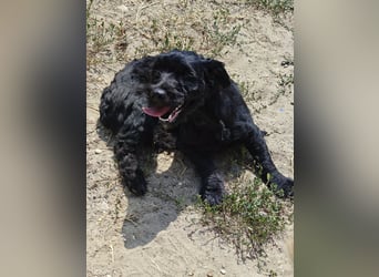 Bogi – bezaubernde Tibet-Terrier-Mix-Hündin sucht ihr Glück