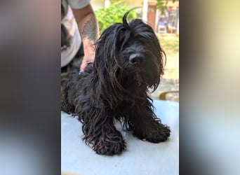 Bogi – bezaubernde Tibet-Terrier-Mix-Hündin sucht ihr Glück