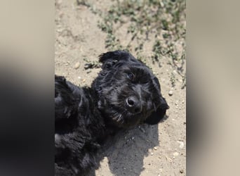 Bogi – bezaubernde Tibet-Terrier-Mix-Hündin sucht ihr Glück