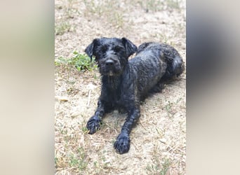 Bogi – bezaubernde Tibet-Terrier-Mix-Hündin sucht ihr Glück