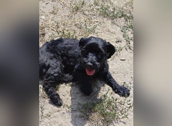 Bogi – bezaubernde Tibet-Terrier-Mix-Hündin sucht ihr Glück