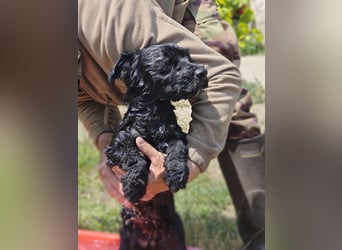 Bogi – bezaubernde Tibet-Terrier-Mix-Hündin sucht ihr Glück