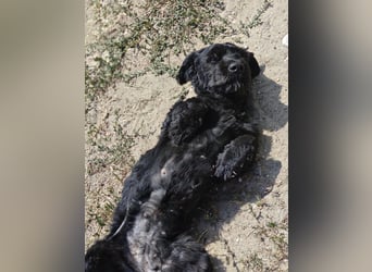 Bogi – bezaubernde Tibet-Terrier-Mix-Hündin sucht ihr Glück