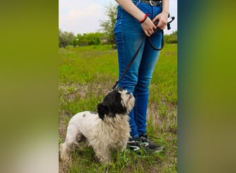 Pele, Tibet Terrier Mix, geb. 2024, su. hunderefahrene Besitzer