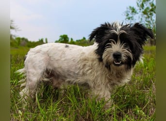 Pele, Tibet Terrier Mix, geb. 2024, su. hunderefahrene Besitzer
