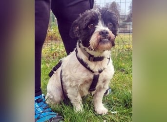 Pele, Tibet Terrier Mix, geb. 2024, su. hunderefahrene Besitzer