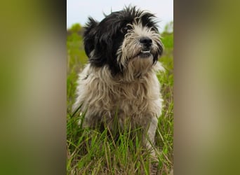 Pele, Tibet Terrier Mix, geb. 2024, su. hunderefahrene Besitzer