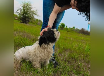 Pele, Tibet Terrier Mix, geb. 2024, su. hunderefahrene Besitzer
