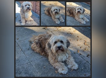 Liebe Hündinnen  (Tibet Terrier/Tibet-Mix) in liebe Hände abzugeben.