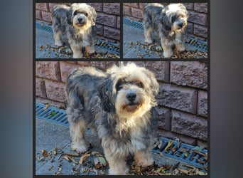 Liebe Hündinnen  (Tibet Terrier/Tibet-Mix) in liebe Hände abzugeben.