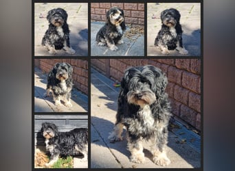 Liebe Hündinnen  (Tibet Terrier/Tibet-Mix) in liebe Hände abzugeben.