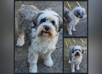 Liebe Hündinnen  (Tibet Terrier/Tibet-Mix) in liebe Hände abzugeben.